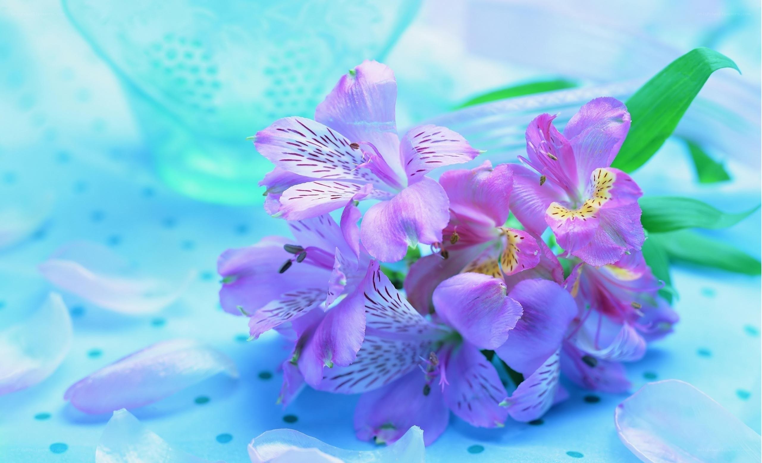 purple flowers on blue background