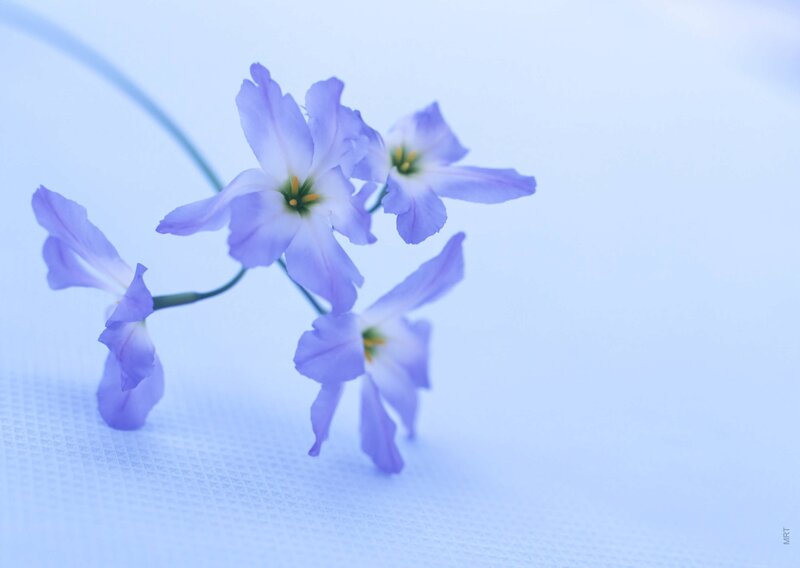 Purple flowers on blue background