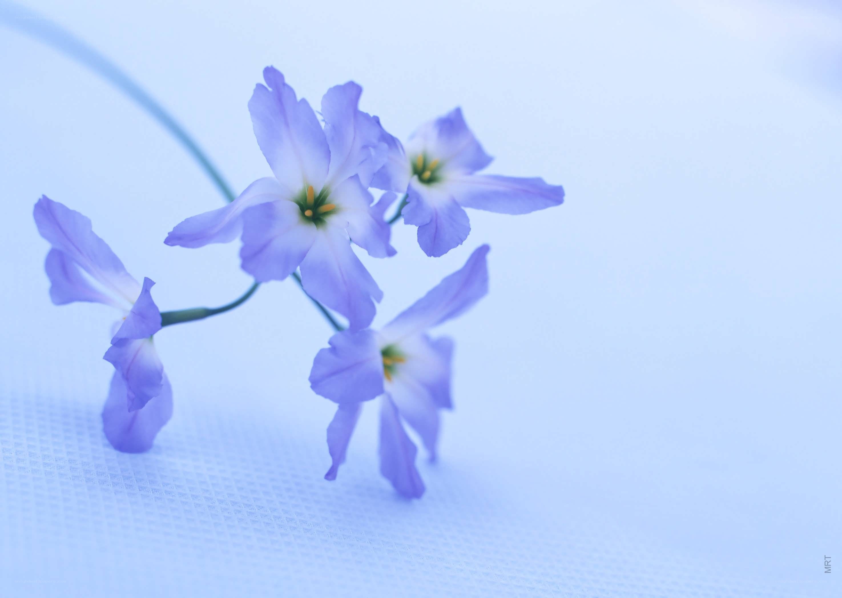 Purple flowers on blue background