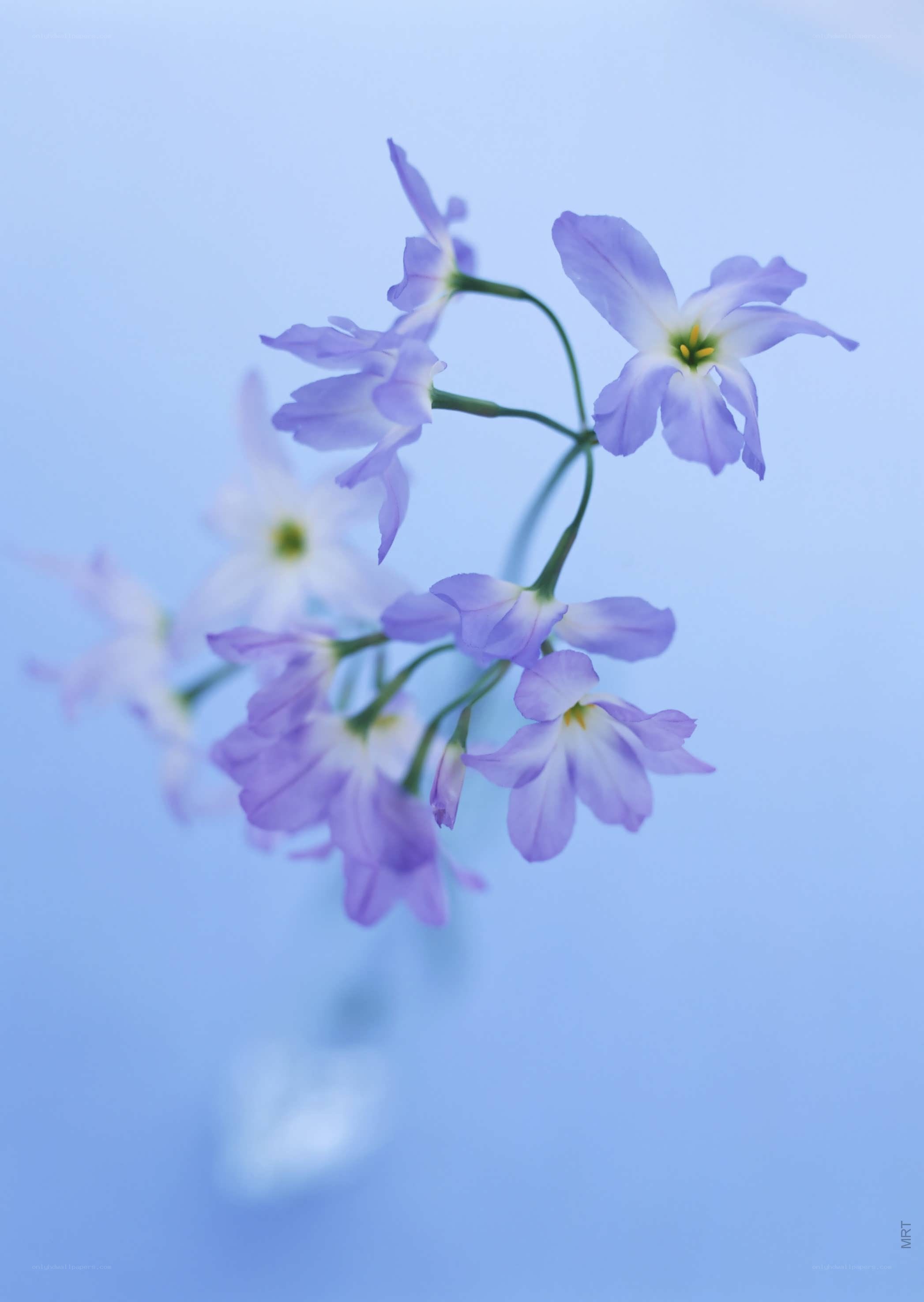 purple flowers on blue background