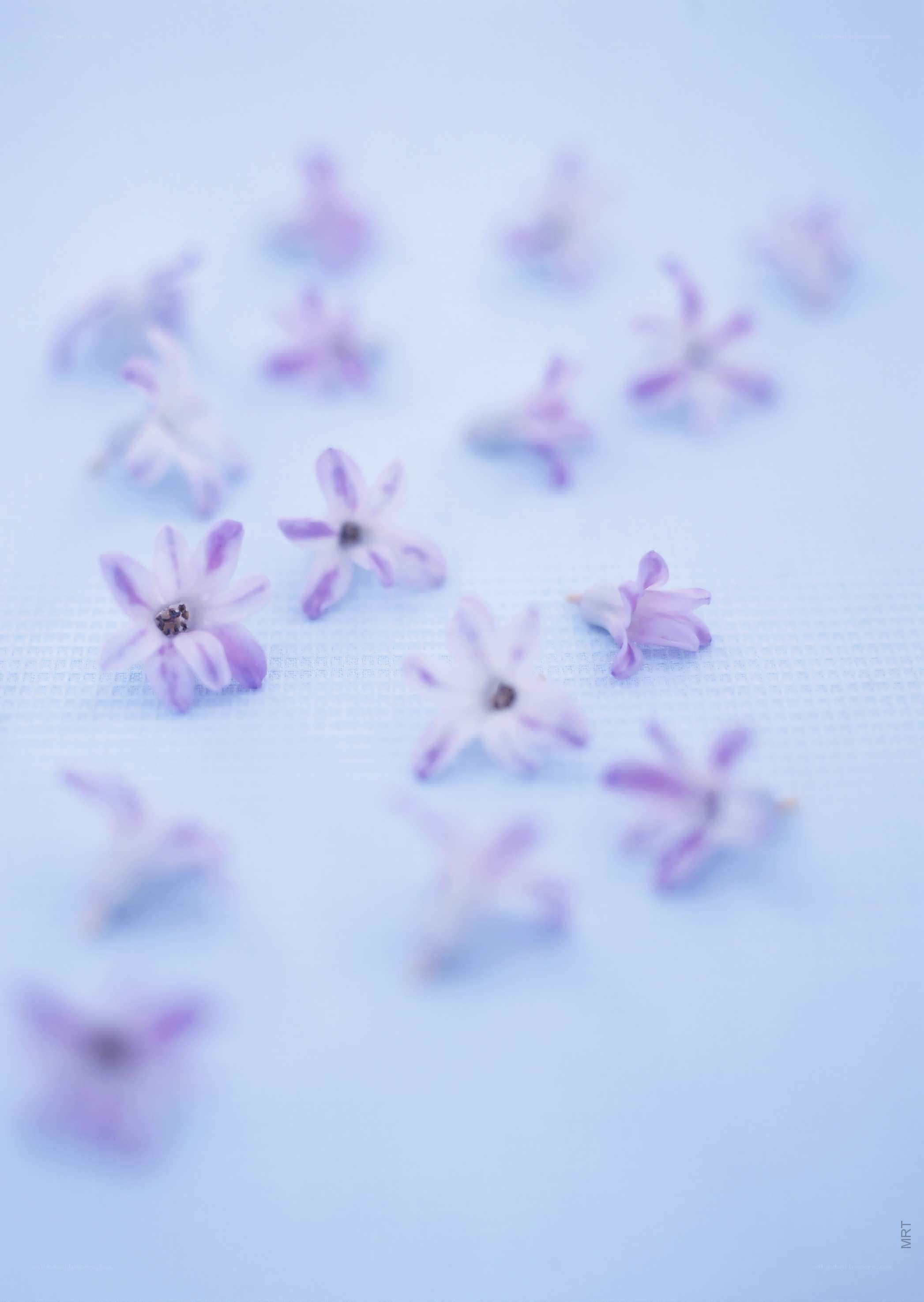 Purple flowers on blue background