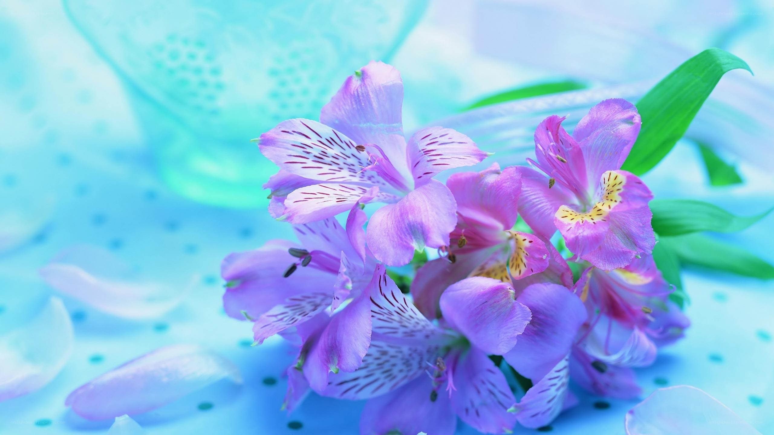 Purple flowers on blue background