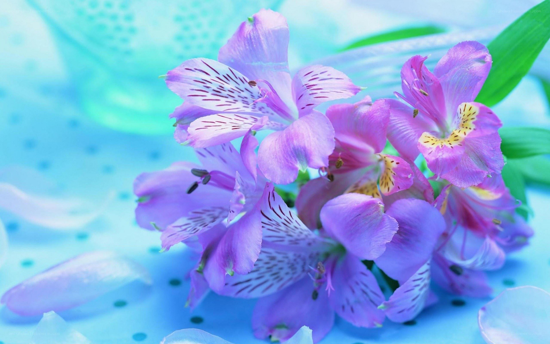 purple flowers on blue surface