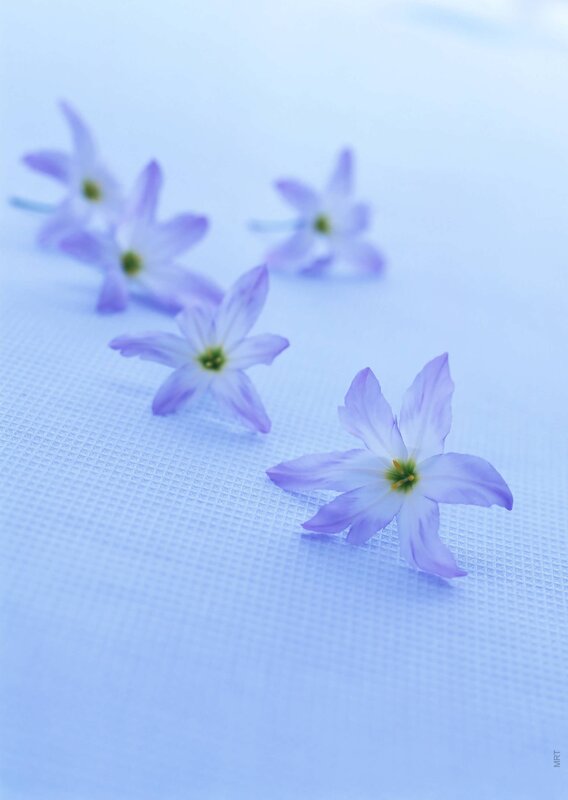 Purple flowers on blue surface