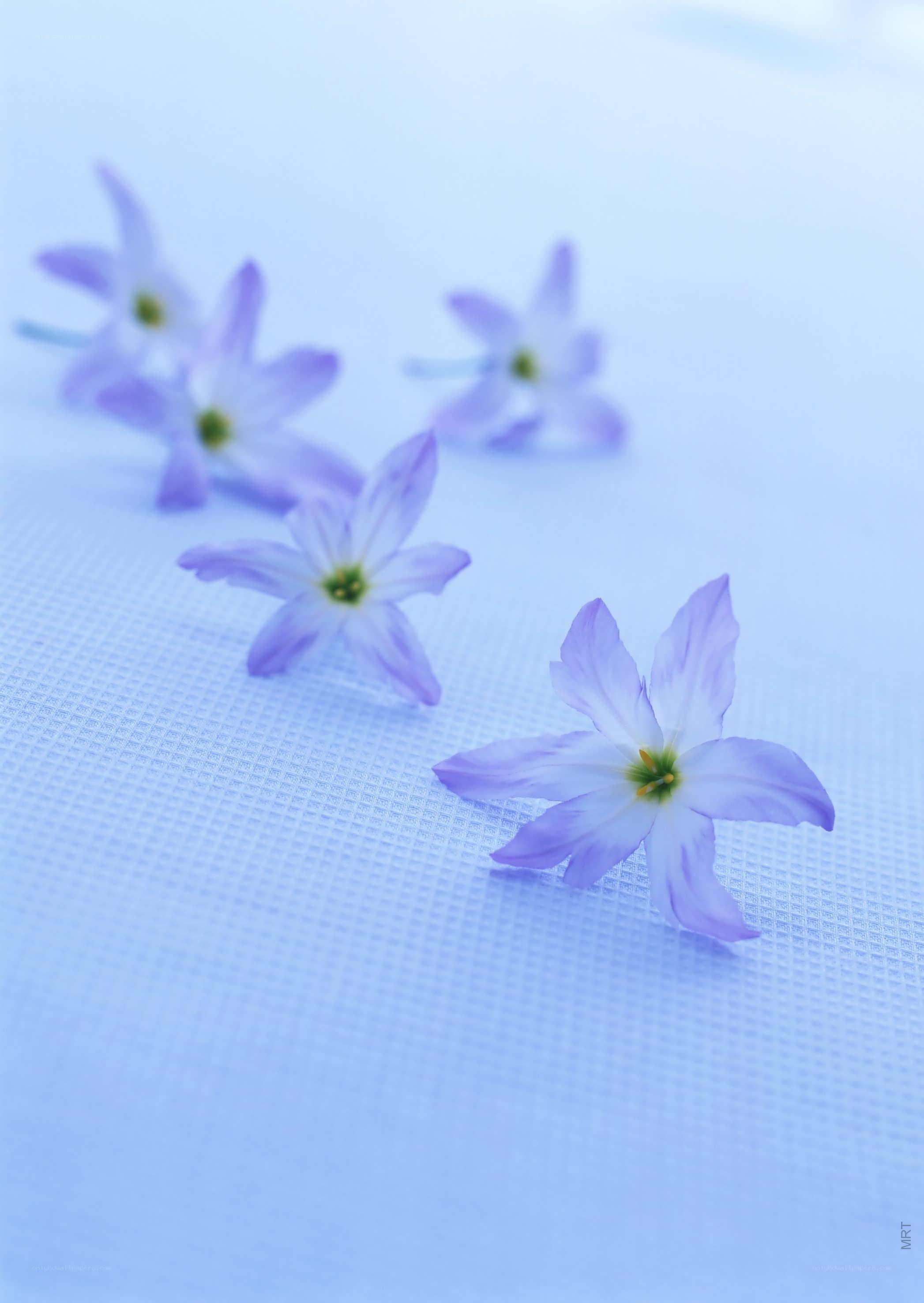 Purple flowers on blue surface