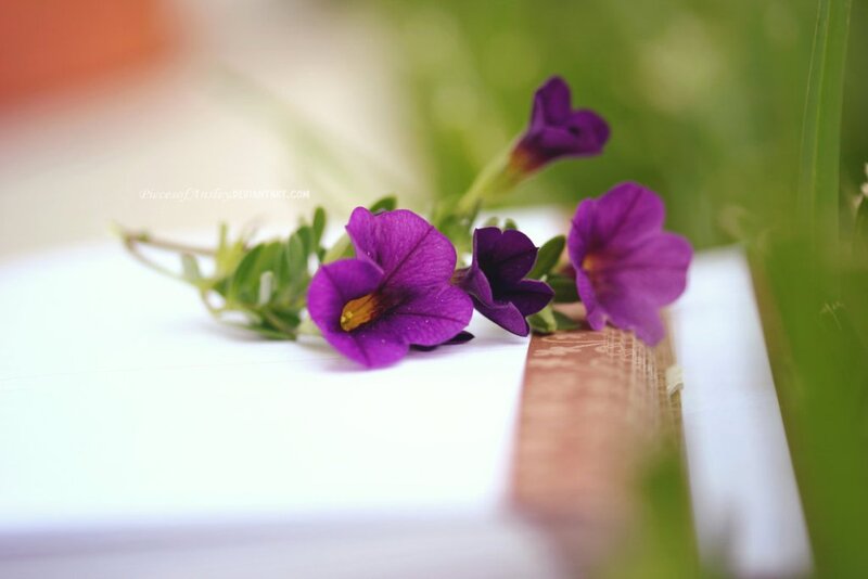 Purple Flowers on Book — Serene, Afternoon