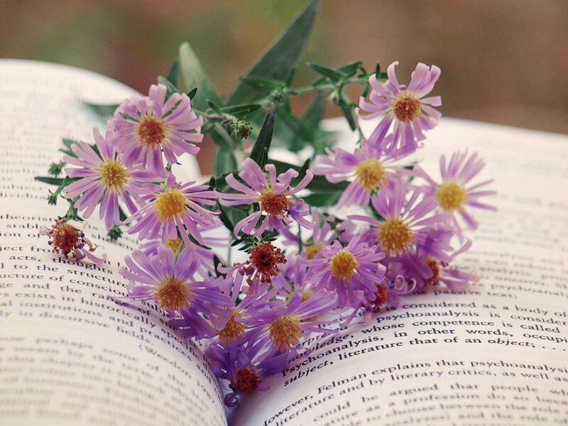 Purple Flowers on Book — Serene, Autumn
