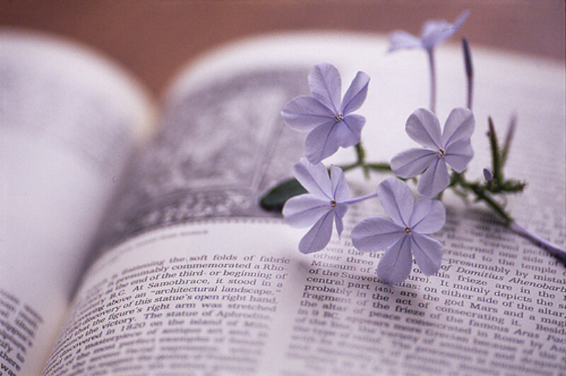 Purple Flowers on Book — Serene, Photograph, Text