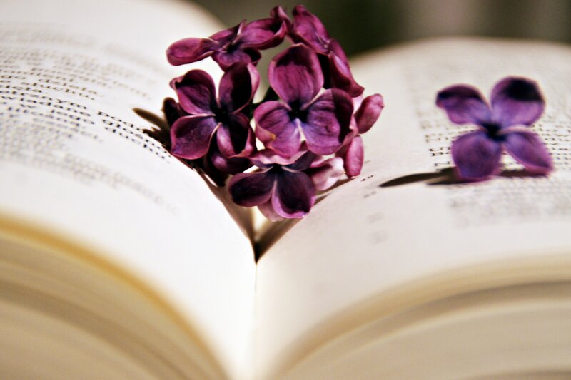 Purple Flowers on Book — Serene, Photograph