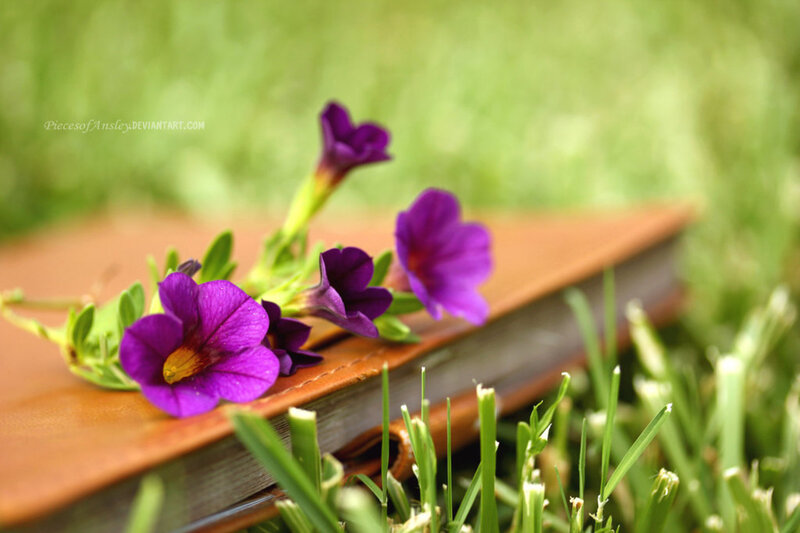 Purple Flowers on Book — Serene, Spring