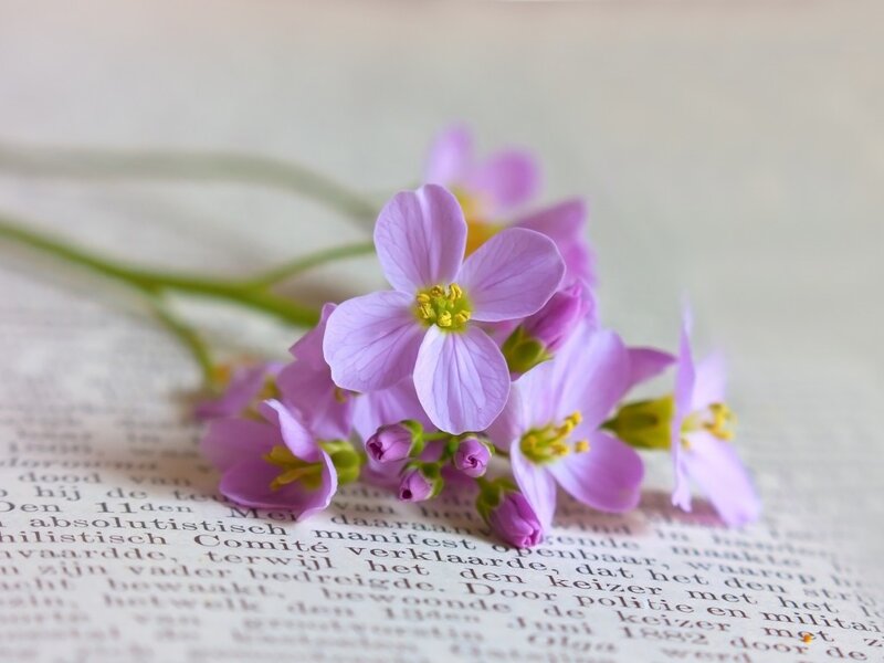 Purple Flowers on Book — Serene