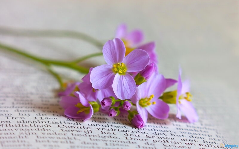 Purple Flowers on Book