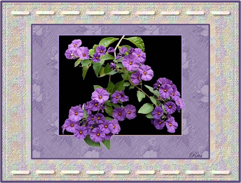 Purple Flowers on Branch — Calm, Photograph