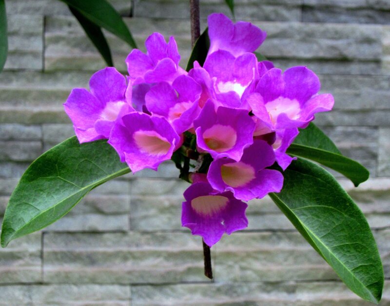 Purple Flowers on Branch — Calm