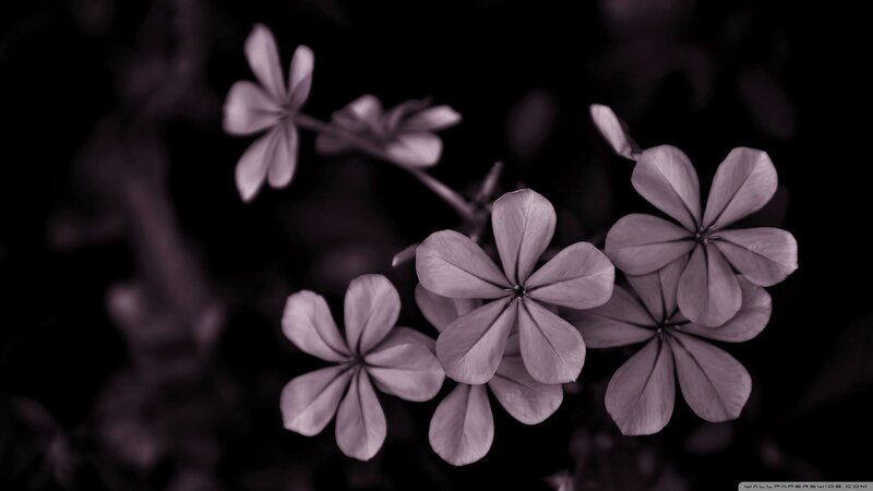 Purple Flowers on Branch — Dramatic, Photograph