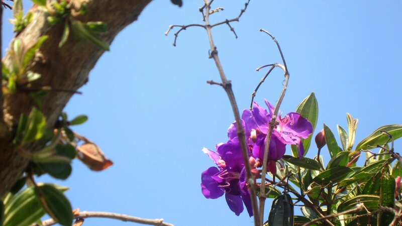Purple Flowers on Branch — Serene, Afternoon