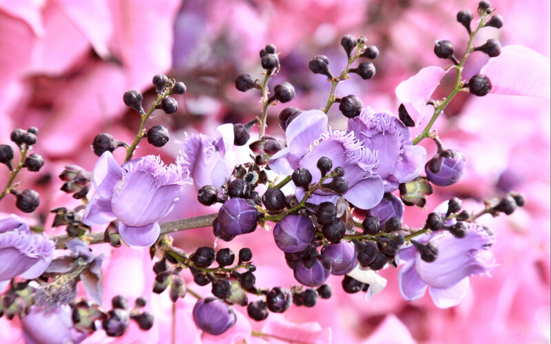 Purple Flowers on Branch — Serene, Spring