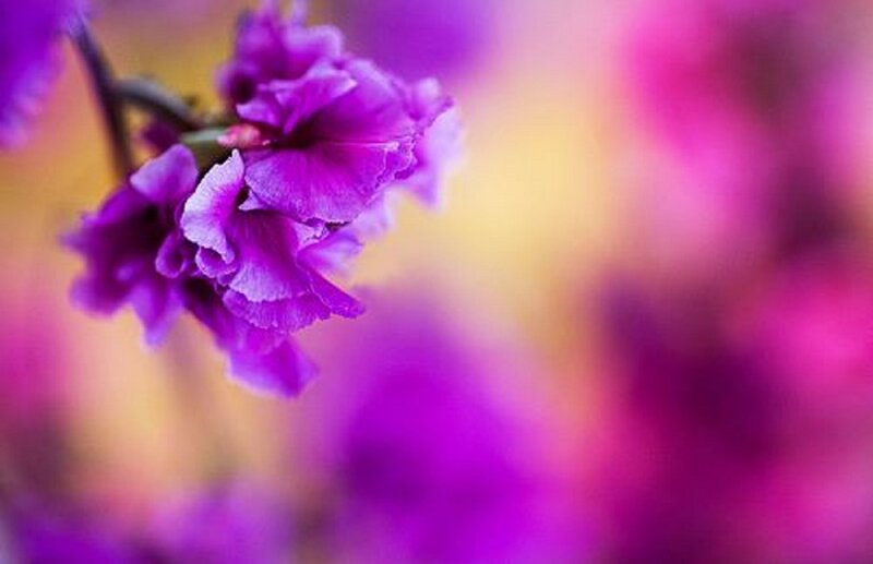 Purple Flowers on Branch — Serene