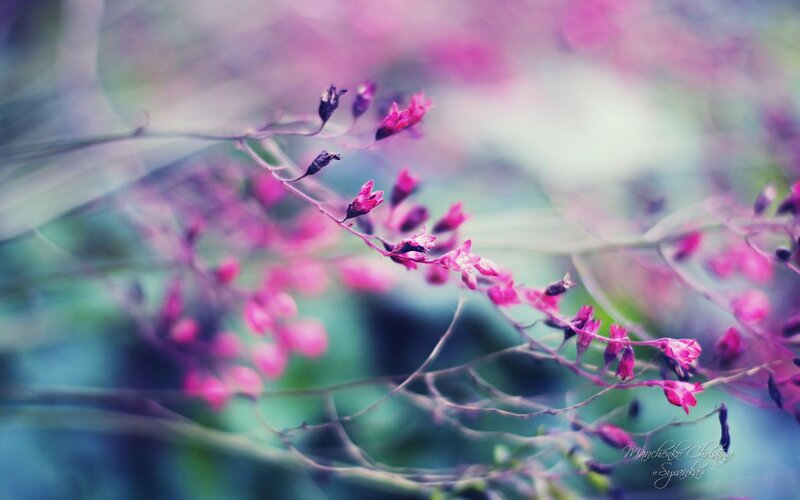 Purple Flowers on Branches