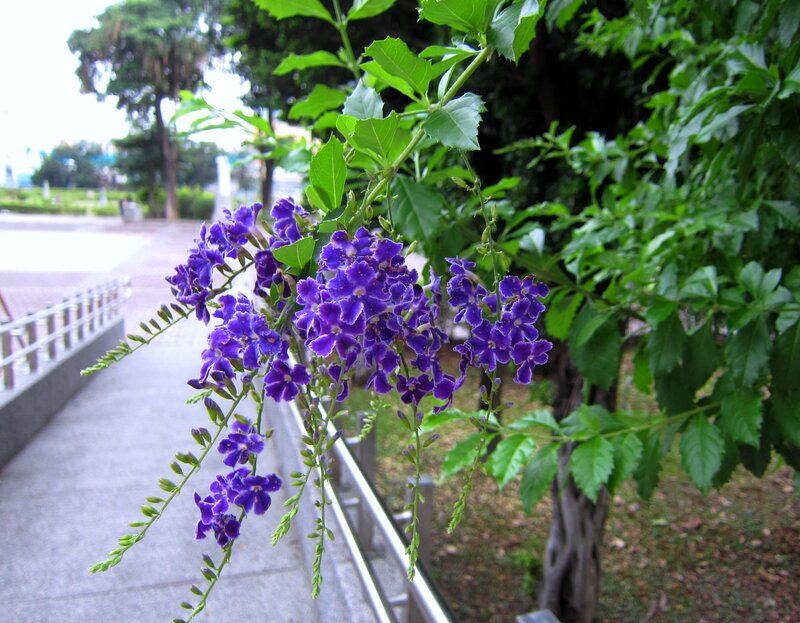 Purple Flowers on Bush — Calm, Afternoon, Photograph