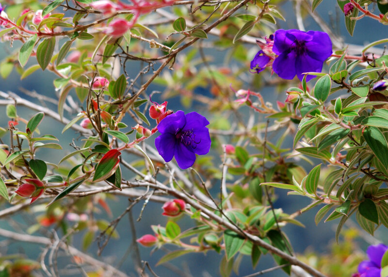 Purple Flowers on Bush — Calm, Afternoon