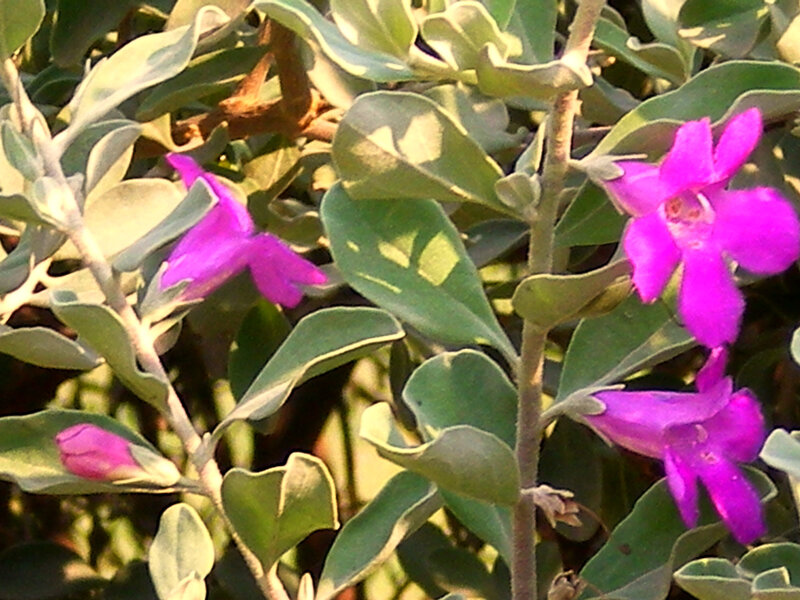 Purple Flowers on Bush — Calm