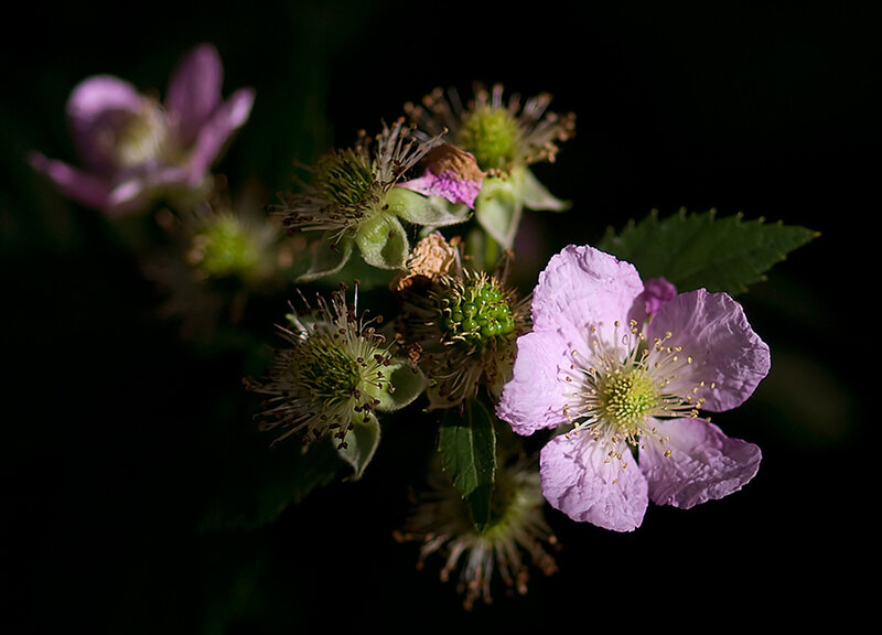 Purple Flowers on Bush — Dramatic