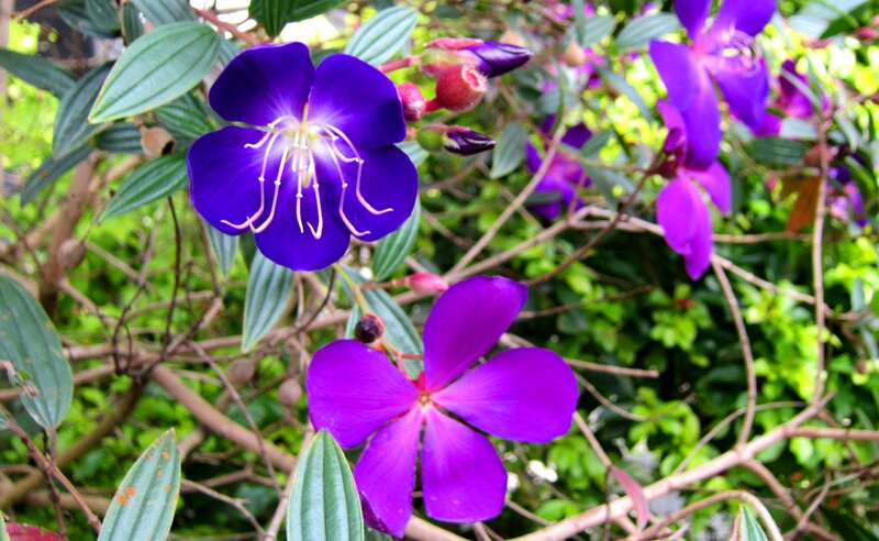 Purple Flowers on Bush — Natural, Afternoon