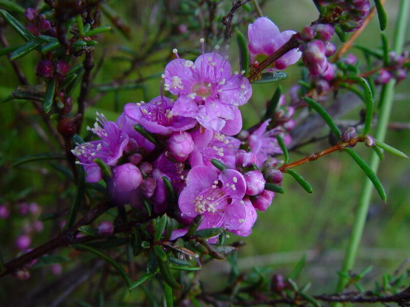 Purple Flowers on Bush — Natural