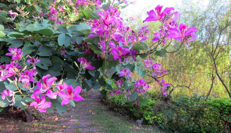 Purple Flowers on Bush — Serene, Afternoon, Photograph