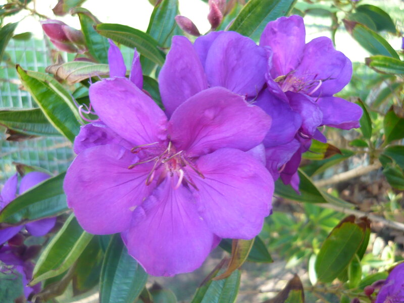 Purple Flowers on Bush — Serene, Afternoon