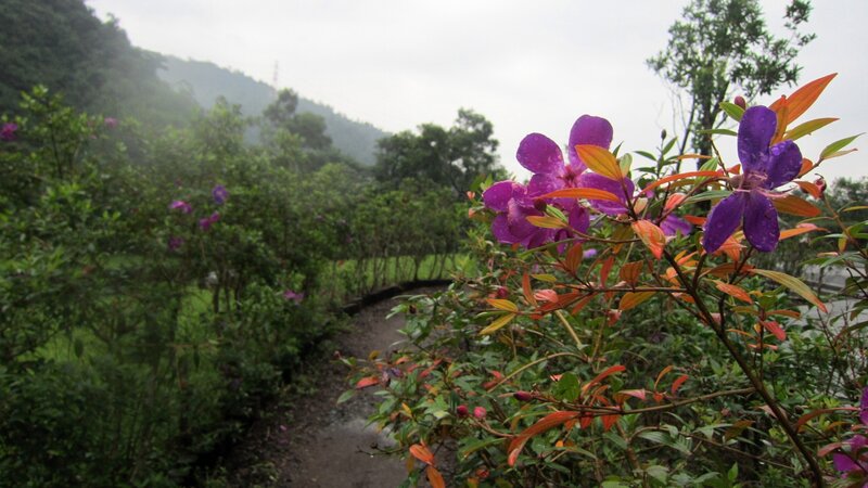Purple Flowers on Bush — Serene, Morning, Photograph