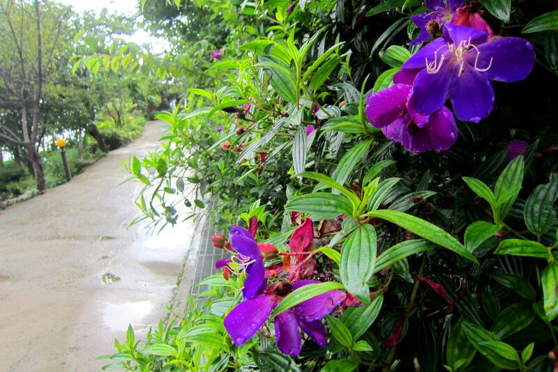 Purple Flowers on Bush — Serene, Morning
