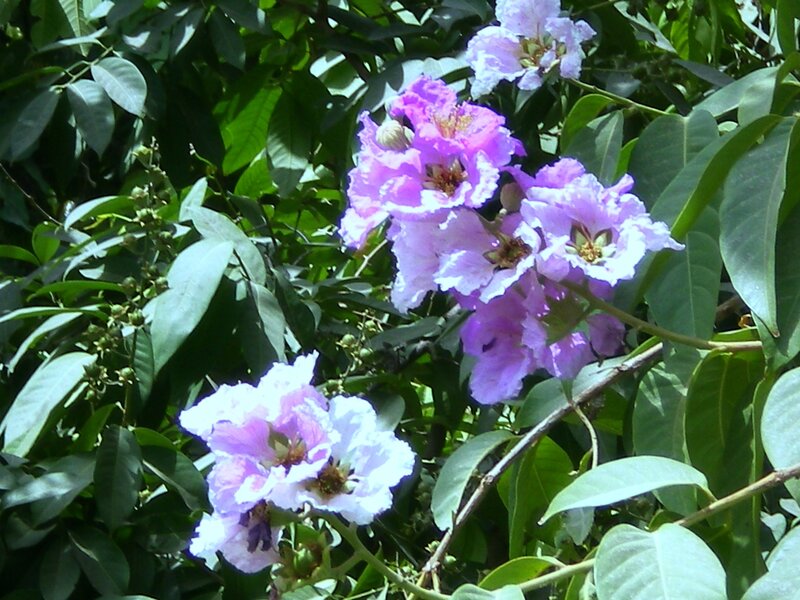 Purple Flowers on Bush — Serene