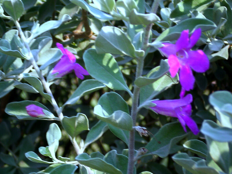 Purple Flowers on Bush