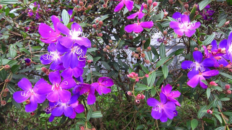 Purple Flowers on Bush — Vibrant, Afternoon, Photograph