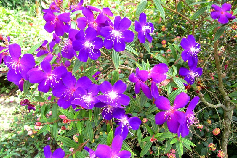 Purple Flowers on Bush — Vibrant, Afternoon