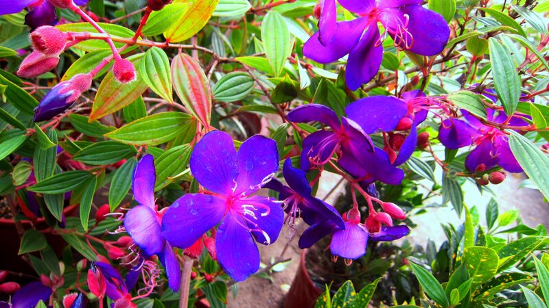 Purple Flowers on Bush — Vibrant