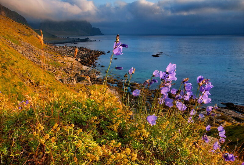 Purple Flowers on Cliff — Blue, Dramatic