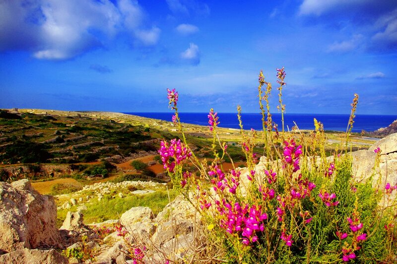 Purple Flowers on Cliff — Blue, Serene, Afternoon