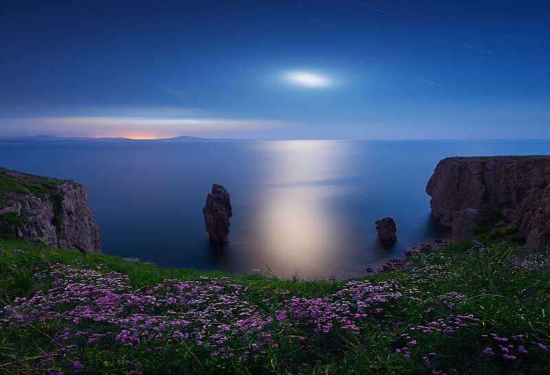 Purple Flowers on Cliff — Blue, Serene, Night