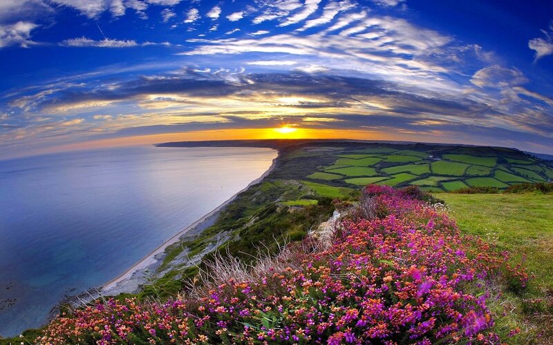 Purple Flowers on Cliff — Blue, Serene, Sunset