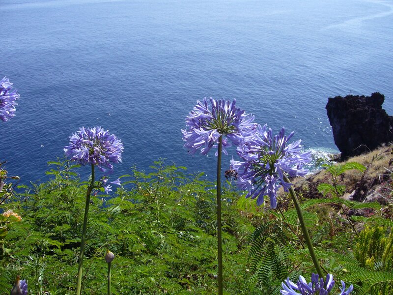 Purple Flowers on Cliff — Blue, Serene