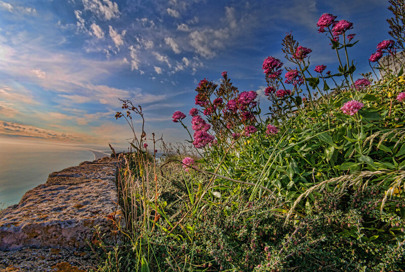Purple Flowers on Cliff — Blue