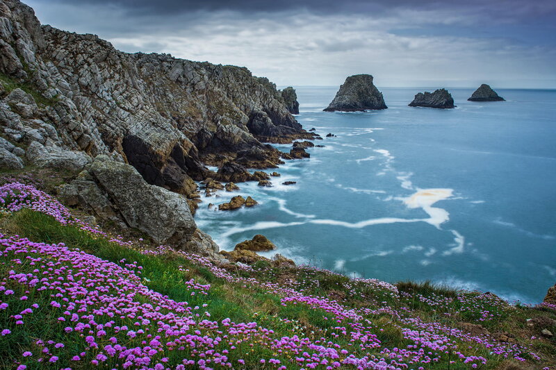 Purple Flowers on Cliff — Dramatic, Afternoon