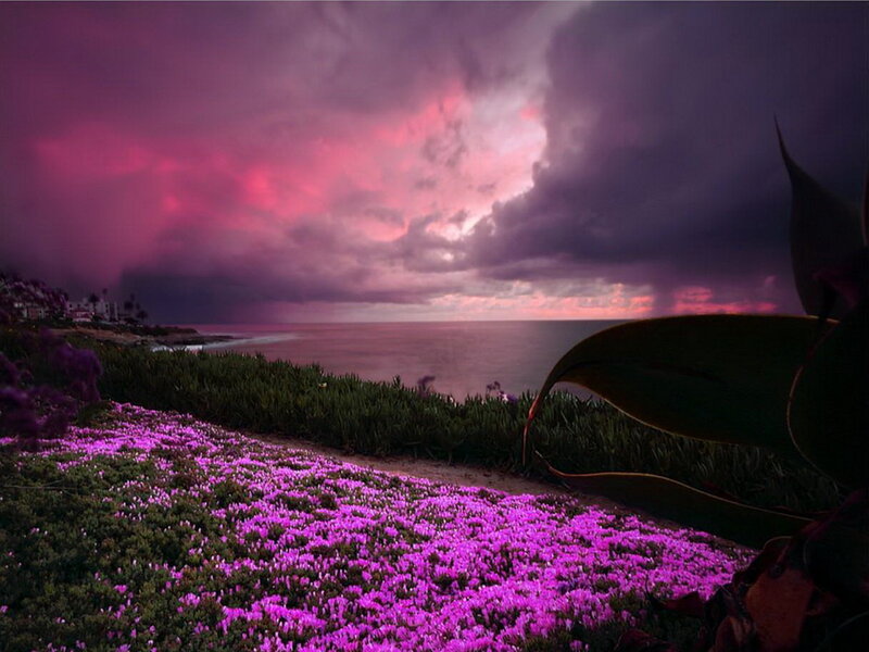 Purple Flowers on Cliff — Dramatic, Sunset, Photograph, Ocean, Clouds