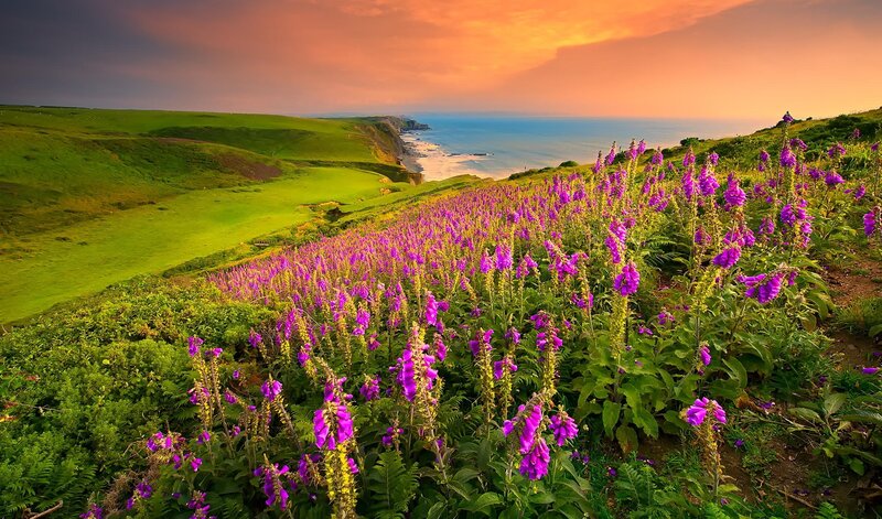 Purple Flowers on Cliff — Dramatic, Sunset, Photograph, Ocean, Green Hills