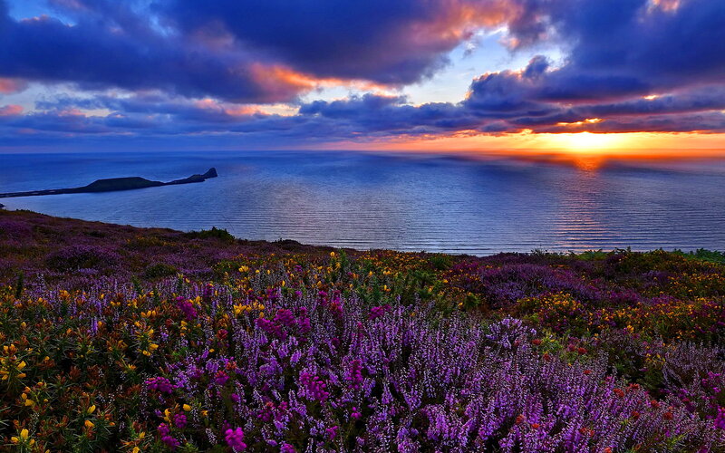Purple Flowers on Cliff — Dramatic, Sunset, Photograph, Ocean, Island