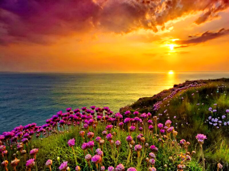 Purple Flowers on Cliff — Dramatic, Sunset, Photograph, Ocean