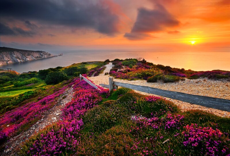 Purple Flowers on Cliff — Dramatic, Sunset, Photograph, Path